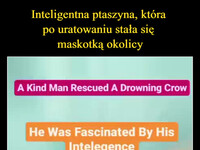 Inteligentna ptaszyna, która  po uratowaniu stała się  maskotką okolicy –  A Kind Man Rescued A Drowning Crow He Was Fascinated By His Intelegence