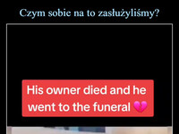Czym sobie na to zasłużyliśmy? –  His owner died and he went to the funeral