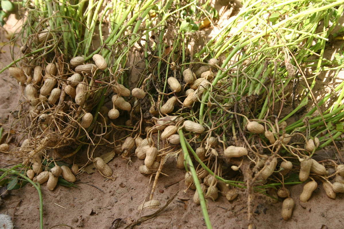 как выращивается арахис