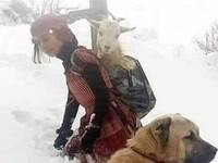 To zdjęcie zostało zrobione przez tureckiego fotografa, gdy koza  urodziła swoje dziecko na szczycie  lodowatej góry Aby uratować kozę i maleństwo, pasterka niosła kozią mamę na ramieniu, a jej pies pomógł znieść w dół nowonarodzonego koziołka –  