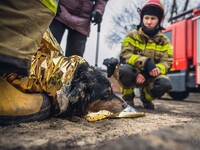 Pies wpadł do jednej ze studzienek kanalizacyjnych w Bytomiu. Na miejscu zjawili się strażacy z Tarnowskich Gór. Akcja ratunkowa trwała kilka godzin I jak tu ich nie lubić? –  