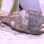 W Rosji na Syberii odnaleziono świetnie zachowaną głowę wilka z epoki lodowcowej