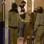 Pomoc niepełnosprawnej żyrafie,
by znów mogła chodzić