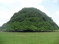 To nie jest góra, to piękne drzewo zwane Guacari (największe na świecie) znajduje się w San Marcos w Kolumbii