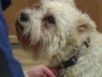 Pies uciekł z domu i przeszedł 20 przecznic, żeby znaleźć właściciela, który leżał w szpitalu po operacji Czym ludzkość zasłużyła na psy? –  