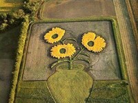 Od lat 70. Amerykanin Stan Herd tworzy gigantyczne zbiory, sadząc i kosząc duże połacie pól uprawnych. Artysta upraw do swoich dzieł 
używa gleby, trawy i skał