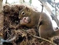 „Kiedy samica wiewiórki znajduje inną małą wiewiórkę, daje jej jedzenie i upewnia się, że jest sierotą i nie ma matki ani ojca, a po 3 dniach śledztwa i faktycznego upewnienia się, że jest bez rodziny, bierze ją delikatnie, karmi ją i oswaja z życiem z nią i jej młodymi, jakby był jednym z jej dzieci – Samica wiewiórki jest wyjątkowa w witaniu swojego samca, gdy ten wraca obdarowując go jedzeniem, pocałunkami i zabiegając o niego, aby złagodzić zmęczenie związane z dostarczaniem jedzenia jej i jej młodym.  Samiec wiewiórki zawsze wyraża swoją miłość do swojej samicy, obdarowując ją najpiękniejszymi różami oraz największymi orzechami włoskimi i migdałami...  Przyszłości ludzkości zależy od ich działalności: Połowa przechowywanych nasion staje się nowymi krzewami w lesie.  Nauczmy się trochę mądrości od zwierząt..." 