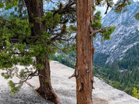 Dwa zdeterminowane drzewa na szczycie wodospadu Nevada
w Yosemite