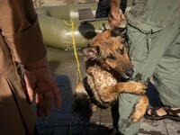 Pies przytula człowieka, który go uratował. Chersoń, Ukraina –  PREVERITE