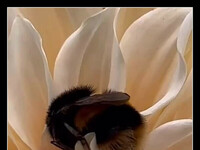 Niektóre pszczoły ucinają sobie drzemki w kwiatach –  2