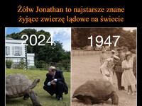 Żółw Jonathan to najstarsze znane
żyjące zwierzę lądowe na świecie Wykluł się w 1832 roku i obecnie
ma 191 lat