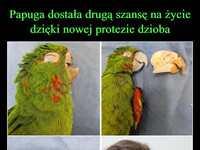 Papuga dostała drugą szansę na życie dzięki nowej protezie dzioba