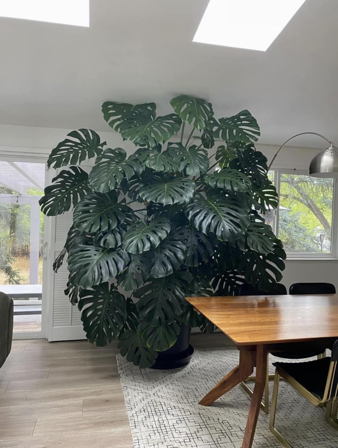 22-letnia monstera